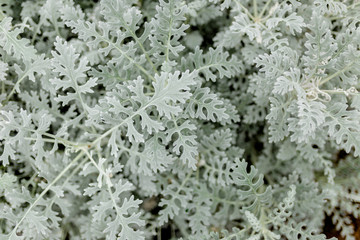 beautiful unusual flower , close up photo. gardening, flower care