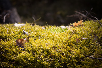 Closeup von Moos auf Baumstamm