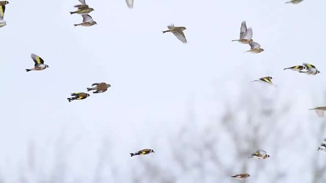 flock of colored birds flies rapidly over the field