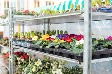 Stand mit bunten Blumen