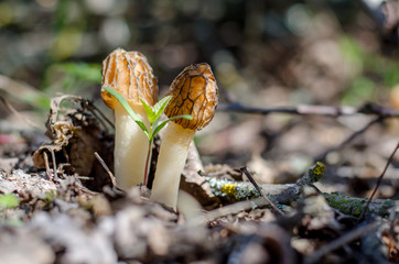 Verpa Bohemica. Spring mushrooms growing in old gardens, Ukraine. Shallow depth of field, closeup.
