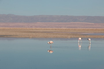 Flamants roses