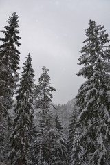 Fototapeta na wymiar Spruce forests of Slovakia in the snow