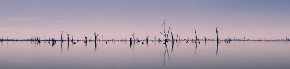 Photograph of dead tree trunks sticking out of the water, Australia