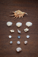 Variety of clam shells arranged in rows and columns on brown wooden background. Top view, stylish summer composition