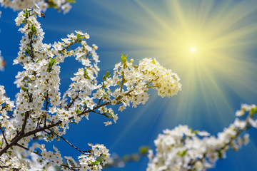closeup apple branch in a blossom in a rays of sparkle sun, spring nature background