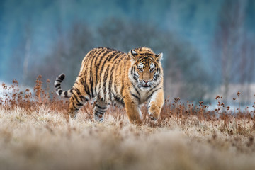 Siberian Tiger running. Beautiful, dynamic and powerful photo of this majestic animal. Set in environment typical for this amazing animal. Birches and meadows
