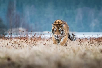 Sibirischer Tiger läuft. Schönes, dynamisches und kraftvolles Foto dieses majestätischen Tieres. In einer Umgebung, die typisch für dieses erstaunliche Tier ist. Birken und Wiesen © vaclav