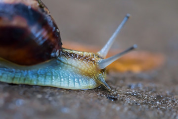 closeup grape snail crawl on the wet stone