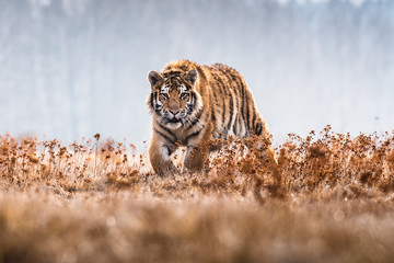 Fototapeta na wymiar Siberian Tiger running. Beautiful, dynamic and powerful photo of this majestic animal. Set in environment typical for this amazing animal. Birches and meadows