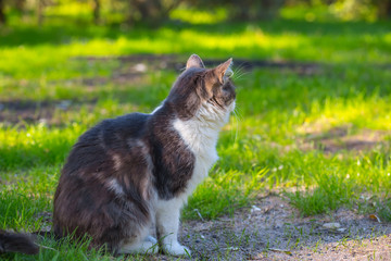 beautiful cat sit on a grass in the garden