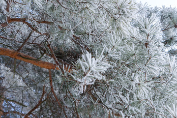  Branches of a large old pine covered with hoarfrost on a frosty winter day