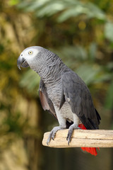 The grey parrot (Psittacus erithacus), also known as the Congo grey parrot or African grey parrot, parrot with green background sitting on the branch.