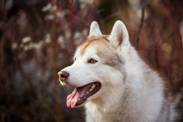 Gorgeous Beige Siberian Husky in fall season on a forest background.
