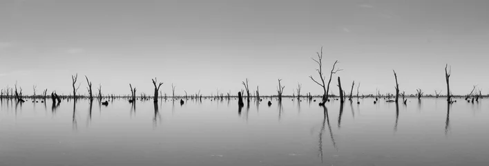 Printed roller blinds Black and white Photograph of dead tree trunks sticking out of the water, Australia