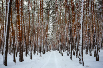 snowbound road through the pine forest