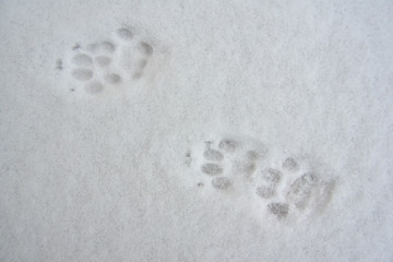 katzenspuren im frischen schnee