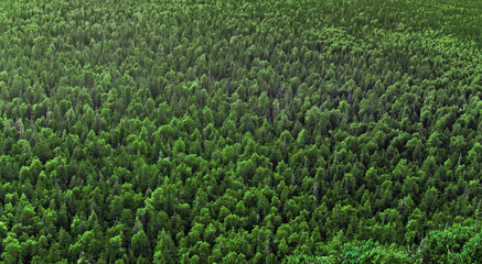 view of the forest from a height