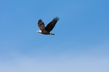 Bald eagle flying by against a blue sky.
