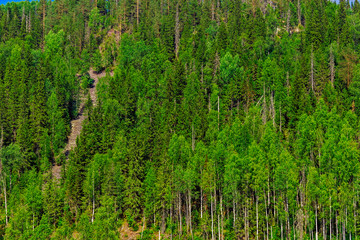view of the forest on a steep mountainside