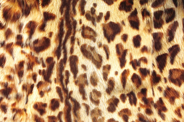 reed cat fur background