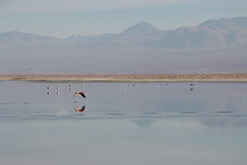 Fototapeta premium Flamants roses