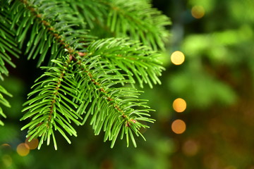 tannenzweig im winter mit lichtern im hintergrund