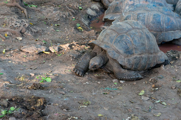 An Aldabra giant tortoise looks out from its shell on Prison Island off Zanzibar, Tanzania.