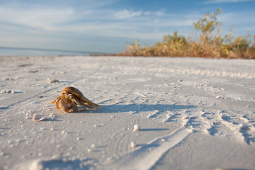 Lone crab on an empty white sand beach on the gulf coast of Florida.