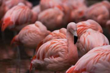 Alert Flamingo within the sleeping flock