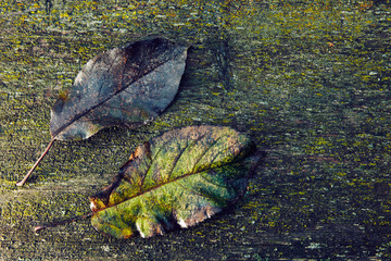 leaves on the old board