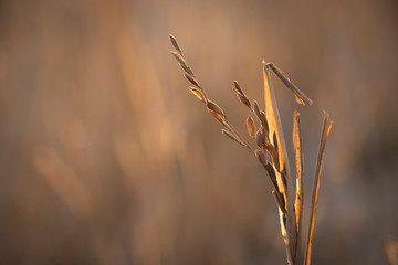 ears of wheat
