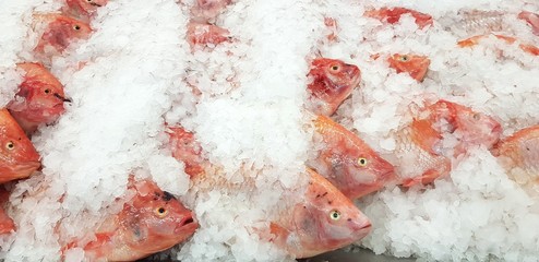 Many Fresh tilapia farm fish putting and freeze on ice for sale at fish market or supermarket - Animal for food, Ingredient and Cooking concept 