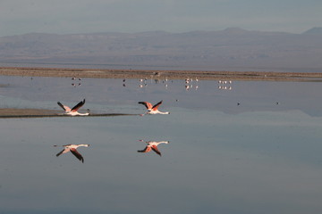 Flamants roses