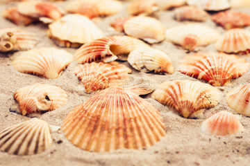 Seashells on the sand, summer beach background with copy space for text.
