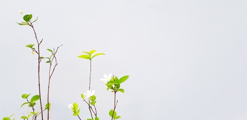 Beautiful white or Mok flower with green leaves and branch isolated on gray cement wall background with copy space - Beauty of Nature  and plant concept. Scientific Name of Flower: Wrightia religiosa