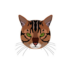 Fototapeta na wymiar Bengal Cat brown-spotted