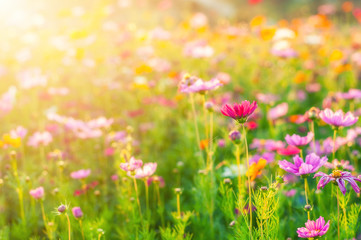 Cosmos Vintage Tone Background,Colorful flowers with morning light.