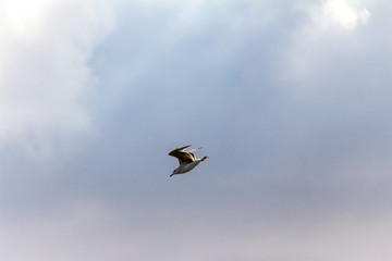 Möwe im Sturzflug über der Ostsee