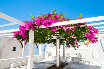 Beautiful tree of Bougainvillea with pink flowers on Santorini island, Greece