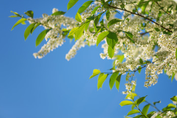 White bird cherry flowers