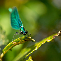 Beautiful Demoiselle damselfly (Calopteryx virgo), male perched face-on, Marazion Marsh, Cornwall, England, UK.
