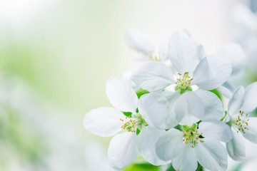 White apple tree flowers