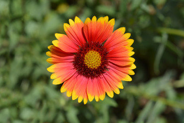 Blanket flower