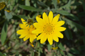 Treasure flower