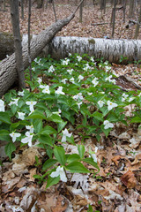 Obraz premium Spring Landscape Background In Vertical Orientation. Field of wild trillium carpet the forest floor. Trillium are the official wildflower of Ontario and Ohio.