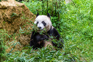 Panda bear is eating well