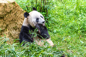 Fototapeta premium Giant panda eating bamboo