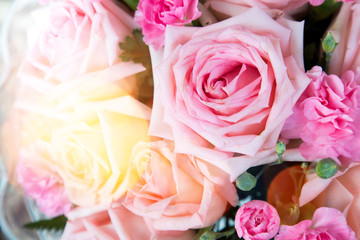 Bright beautiful pink roses background close up