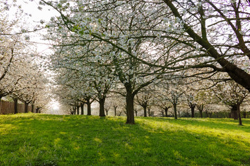 Obraz premium Cherry tree blossom, spring season in fruit orchards in Haspengouw agricultural region in Belgium, landscape